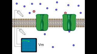 Neurotransmitter receptor ligandgated ion channel animation [upl. by Persons]