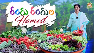 Colourful Terrace Garden Harvestదేశీ విదేశీ కూరగాయలు మన మిద్దె పంటలో MADGARDENER [upl. by Andrei]