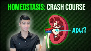 Homeostasis Crash Course ADH Insulin and Glucagon [upl. by Monahon]