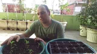 Como germinar sementes para o cultivo em vasos [upl. by Weldon411]