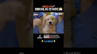 하나두 안 아푸다🐶 애니멀봐 shorts [upl. by Peacock166]