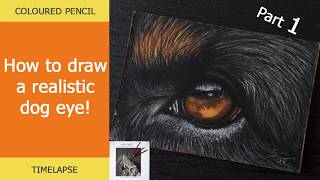 Drawing a realistic dog eye with coloured pencils  Tutorial Timelapse Rottweiler  Sabine Lackner [upl. by Dnumde]