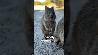 Quokka The Smiling Star of Nature [upl. by Asilenna]