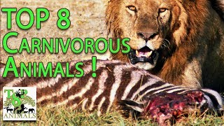 Top 8 Carnivorous Animals [upl. by Tibold]