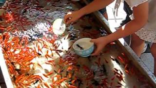 Chiba Japan  Goldfish Scooping 金魚すくい [upl. by Llenrrad]