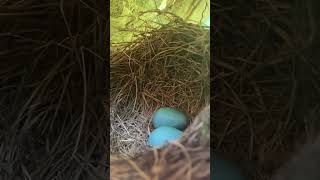 Should I move the robin’s nest with two unhatched eggs while I scrub down my deck [upl. by Paula]