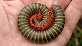 Giant Millipede from the Amazon rainforest of Ecuador [upl. by Ahsitram684]