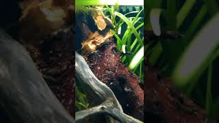 Fish and plants 😅 20L Aquarium [upl. by Winikka]