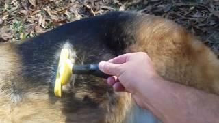 Does the Furminator Work on German Shepherd Dogs [upl. by Atinrahs]