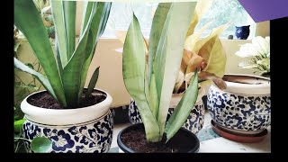 Sansevieria Moonshine Snake Plant Propagation [upl. by Anthiathia]