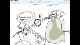 Cervical plexuses part 1 تشريح الرقبة [upl. by Daphna]