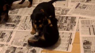 Rottweiler Puppies Fighting [upl. by Close]