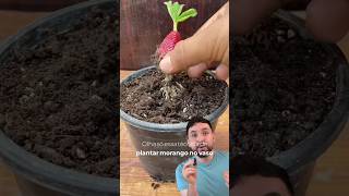 Como plantar morango em casa shorts fyp viral [upl. by Aisyla]