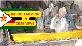 quotHow to Make Money with Rabbit Farming in Zimbabwe Africaquot [upl. by Eyma]