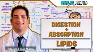 Gastrointestinal  Digestion amp Absorption Of Lipids [upl. by Yendirb256]