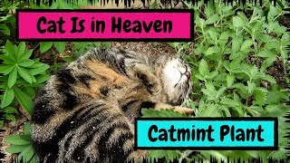 My Cat Is in Heaven after Finding the Catmint Plant [upl. by Chrissie]