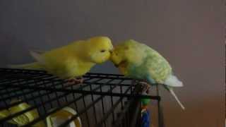 Parakeet Behavior  Budgies Grooming each other [upl. by Chemaram]