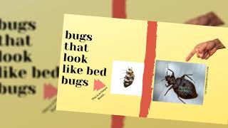 Bugs that look like bed bugs [upl. by Naivaf]