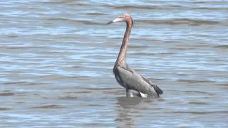 reddish egret feeding [upl. by Edrei]