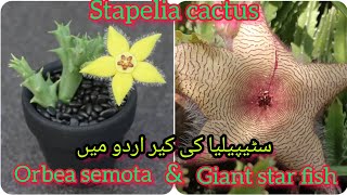 stapelia gigantea Giant Star fish cactus  Orbea semota  cactus Succulents  Grow green 445 [upl. by Jammal]