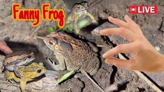 Funny first look at the frog  Catching a frog wants to laugh  Catch a frog for funfunny frog [upl. by Harmonia]