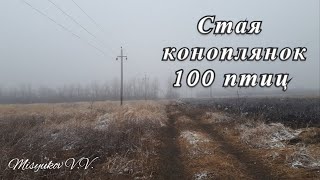 Стая коноплянок 100 птиц Carduelis cannabina [upl. by Nilad]