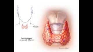 Parathyroidea sygdomme [upl. by Neenwahs842]