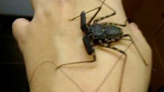 Handling Tailess whip scorpion [upl. by Atir]