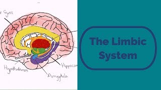 The Limbic System [upl. by Yroger]