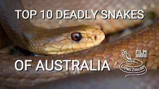 Top 10 dangerous and deadly venomous snakes from Australia [upl. by Carine]