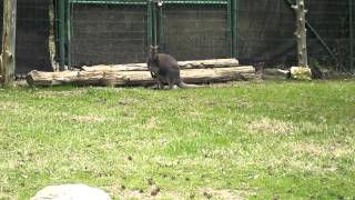 Wallaby Jumping [upl. by Nnayr]