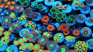 Zoanthid Identification  35 Different Types  CloseUp 4k Ultra HD [upl. by Vyse]