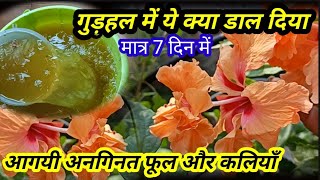 🔴How to get maximum growth amp branches on Hibiscus plantGudhal plant growing tipHomemade fertilizer [upl. by Eilla]