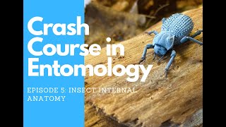 Crash Course in Entomology Insect Internal Anatomy [upl. by Pruchno519]