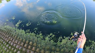 GOOD Times Summer Bass Fishing with a WACKY Worm [upl. by Akym]