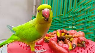 Chilli Food For Parrot  Desi Video [upl. by Matless224]