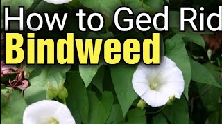 Ultimate Guide Eliminate Bindweed Fast and Effectively  Top Tips for a WeedFree Garden [upl. by Frazer435]