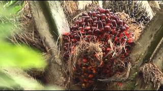 Oil Palm Tree [upl. by Ahsirtap371]