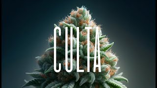 Inside CULTA Maryland’s Cannabis Pioneers  Exclusive BehindtheScenes Tour 🌿🔥 [upl. by Atinav]