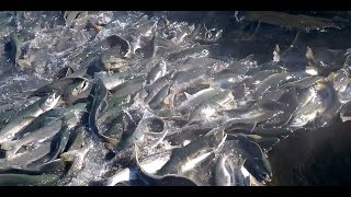 Salmon Run Alaska video MILLIONS of Salmon [upl. by Eduj]