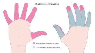 Digital Nerve Block Techniques [upl. by Arhat]