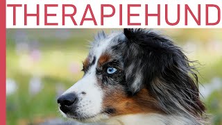 Therapiehund Australian Shepherd mit DownSyndrom Kind [upl. by Imailiv372]