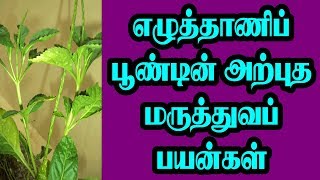 MEDICINAL BENEFITS OF EZHUTHANI POONDU  எழுத்தாணிப் பூண்டின் அற்புத மருத்துவப் பயன்கள் [upl. by Selohcin]