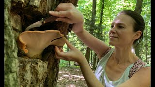 How she found and cook a beefsteak fungus in the forest Part 26 ASMR [upl. by Isac448]