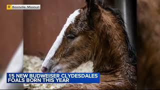 15 new Budweiser Clydesdale foals born at Missouri farm this year [upl. by Daahsar]