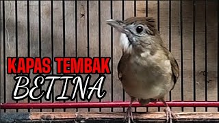 KAPAS TEMBAK BETINA GACOR [upl. by Pickett916]