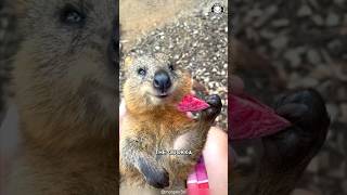 Quokka 🦘 The Happiest Animal on Earth [upl. by Nisse]