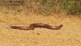 Indian Sand Boa [upl. by Assirok327]