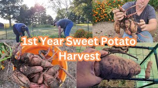 First Year Sweet Potato Harvest and Curing [upl. by Sral]