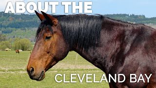 About the Cleveland Bay Horse [upl. by Oly]